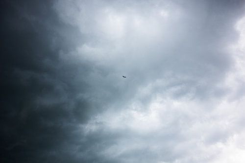 Fly Away.. - Nieuwkoop