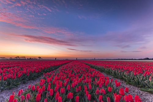 Rode tulpenvelden bij kleurrijke zonsopgang met windmolens in Schermerhorn, Nederland