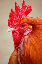 Haan von Margreet Frowijn