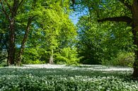 Bärlauchblüte im Schlosspark Putbus von GH Foto & Artdesign Miniaturansicht
