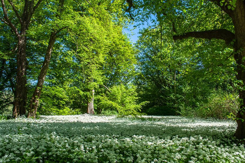 Bärlauchblüte im Schlosspark Putbus von GH Foto & Artdesign