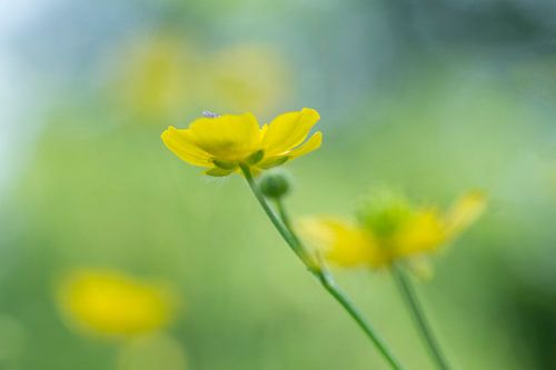 Gelber Sommer. Gelbe Butterblumen.