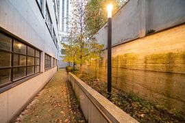 Between the buildings there greets a beautiful tree by Marcel Derweduwen