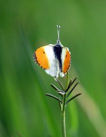 Vlinder by richard de bruyn