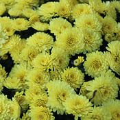 Mathias Desloovere profielfoto