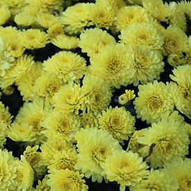 Mathias Desloovere profielfoto