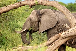 Olifant gras eten