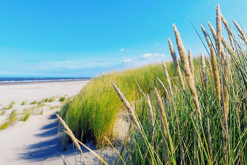 Sun, sea, beach, vastness: Schiermonnikoog
