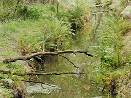 Natur pur von Anja Oosterwaal Fine Art Fotografie