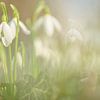De dromige wereld van de sneeuwklokjes van Robby's fotografie