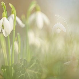 Die traumhafte Welt der Schneeglöckchen von Robby's fotografie