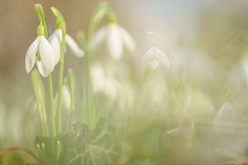 De dromige wereld van de sneeuwklokjes van Robby's fotografie
