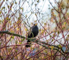 Blackbird in a tree