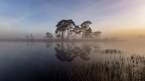 De dennen van Kraloo