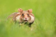Round cheeks by Elles Rijsdijk thumbnail