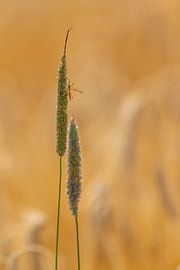 Ein Insekt sonnt sich auf einem Grashalm