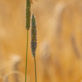 Een insect dat op een grasspriet ligt te zonnen van Joachim Küster