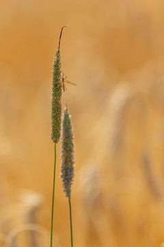 Een insect dat op een grasspriet ligt te zonnen van Joachim Küster