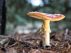 Im Wald mit kleinen Freunden von Jolanda de Jong-Jansen