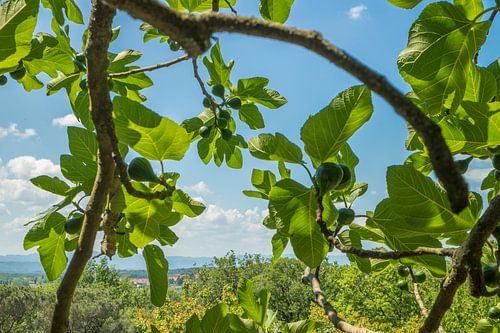 Uitzicht vanaf een Toscaanse heuvel onder de vijgenboom