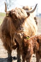 Schotse hoogland runderen, kalf met moeder
