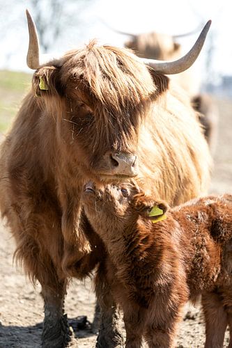 Scottish highland cattle, calf with mother