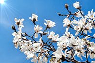 Witte bloemen van de Magnolia lentebloesem van Jessica Berendsen thumbnail