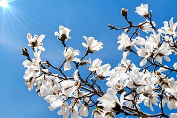 Weiße Blüten der Magnolie blühen im Frühling