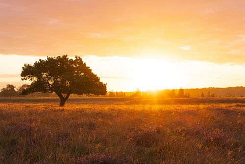 Most beautiful tree in drenthe in the sunlight during sunrise - Dwingelderveld (Netherlands)