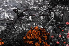 creatief fotografie by nicole bol