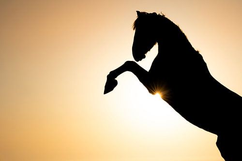 Horse Rearing in Silhouette against Golden Sun by Femke Ketelaar