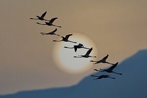 Flamingos bei Sonnenaufgang, Eyal Bar Or von 1x