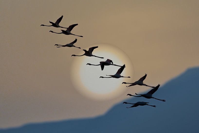Flamingos at sunrise by Eyal Bar Or ✡ אייל בר אור
