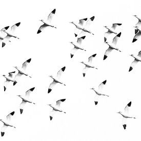 Kluten in vogelvlucht van Karin Bijpost