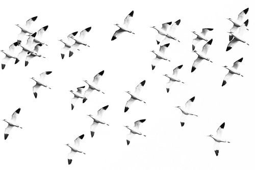 Kluten aus der Vogelperspektive