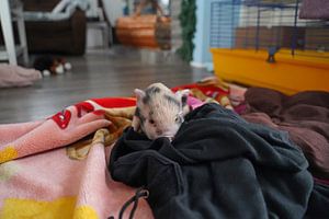 geschecktes Minischweinchen in Handaufzucht