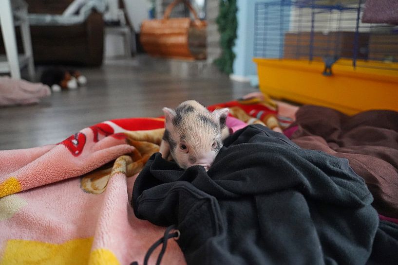 geschecktes Minischweinchen in Handaufzucht von Babetts Bildergalerie