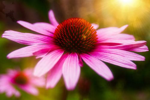 Fleur au soleil