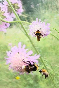 Bumblebees amongst the summer blooms