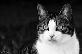 Kat by Marije Lintveld