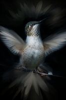 Colibri aux ailes déployées