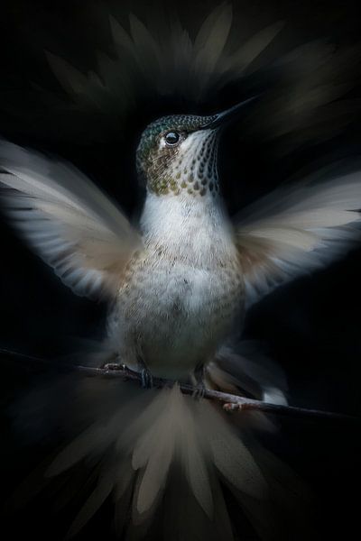 Colibri aux ailes déployées par Mark van Dellen