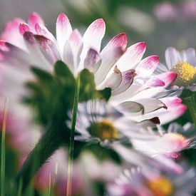 Mysterious daisies by Nicc Koch