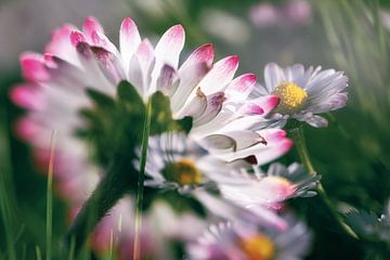 Mystérieuses pâquerettes sur Nicc Koch