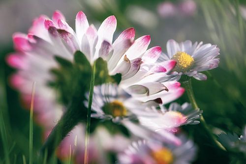 Geheimnisvolle Gänseblümchen von Nicc Koch