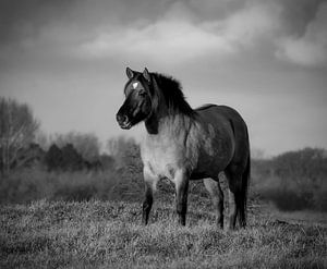 Konik paard in zwart-wit van Marjolein van Middelkoop