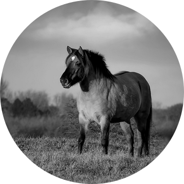 Konik paard in zwart-wit van Marjolein van Middelkoop