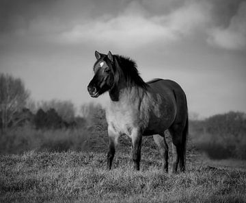 Konik horse in black and white
