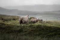 Schapen in Schotland III