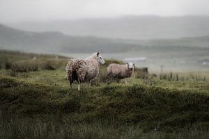 Moutons en Ecosse III sur fromkevin
